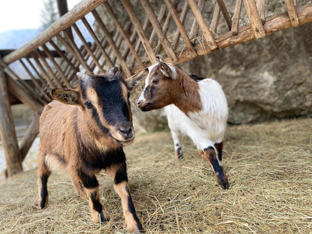 Pristava Lepena Village Dış mekan fotoğraf