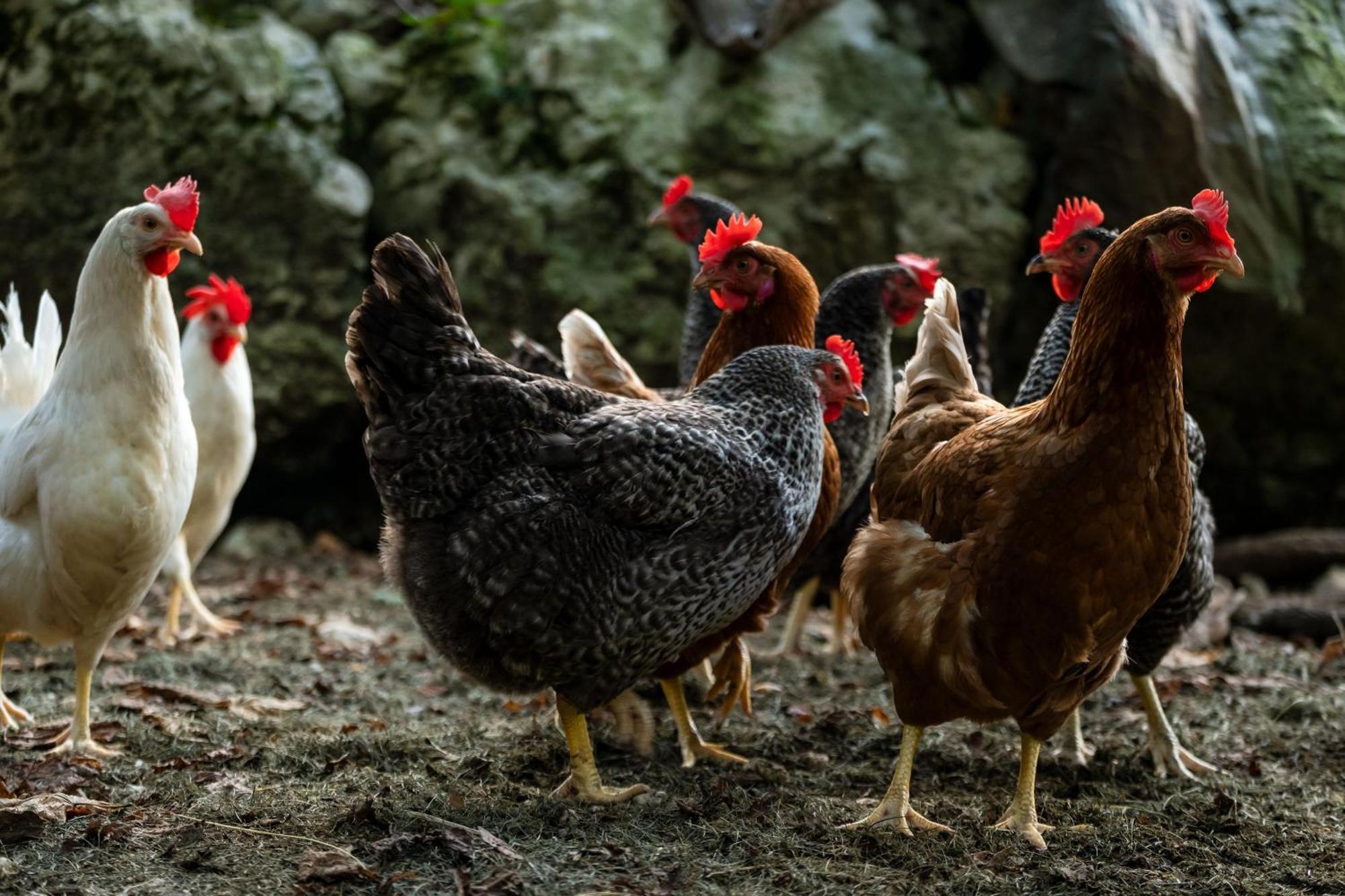 Pristava Lepena Village Dış mekan fotoğraf