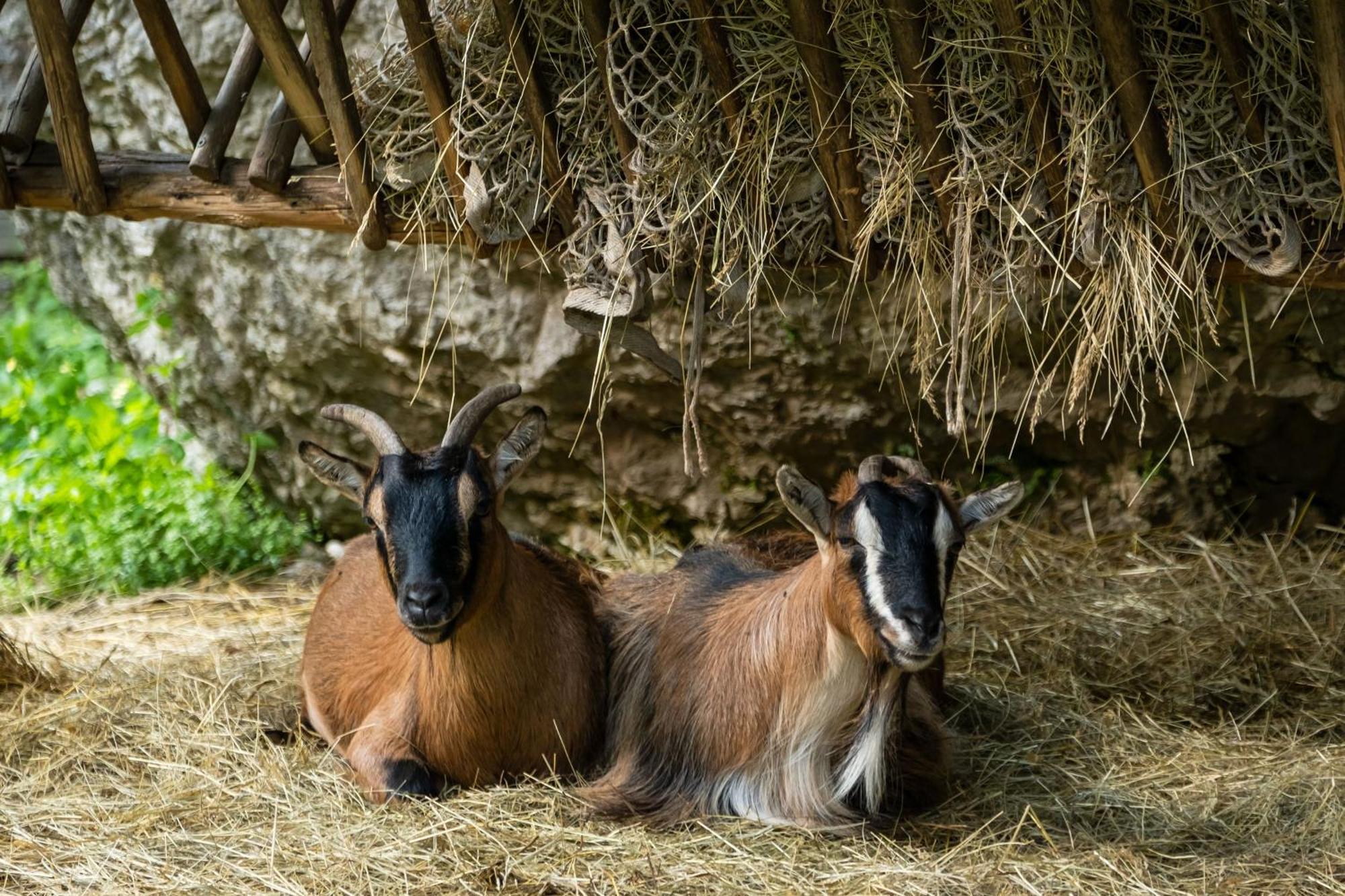 Pristava Lepena Village Dış mekan fotoğraf